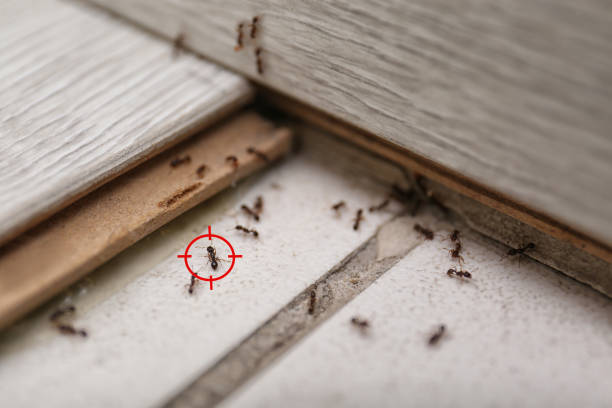 Best Bed Bug Extermination  in Kean University, NJ