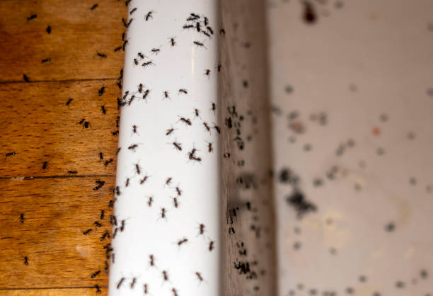Best Exterminator Services  in Kean University, NJ