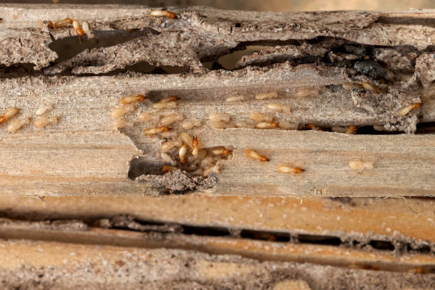 Best Wildlife Control Services  in Kean University, NJ