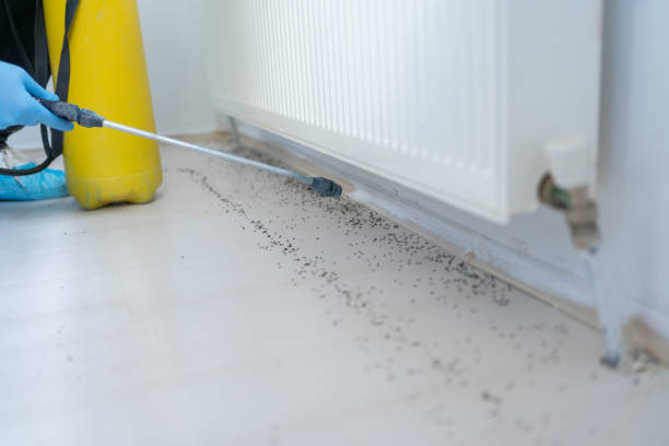 Best Affordable Pest Control Services  in Kean University, NJ